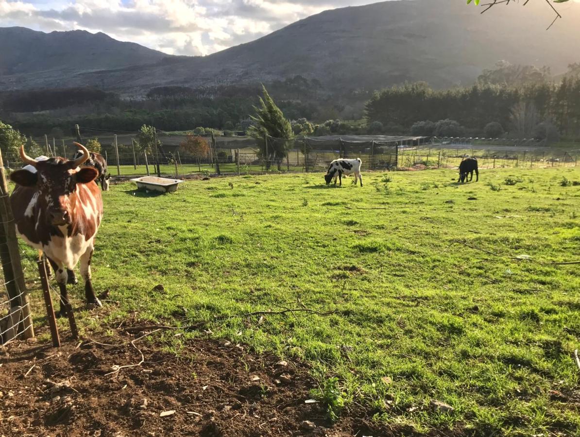 Kleine Vrede Farm Cottage 赫曼努斯 外观 照片