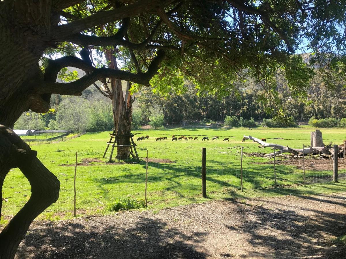 Kleine Vrede Farm Cottage 赫曼努斯 外观 照片